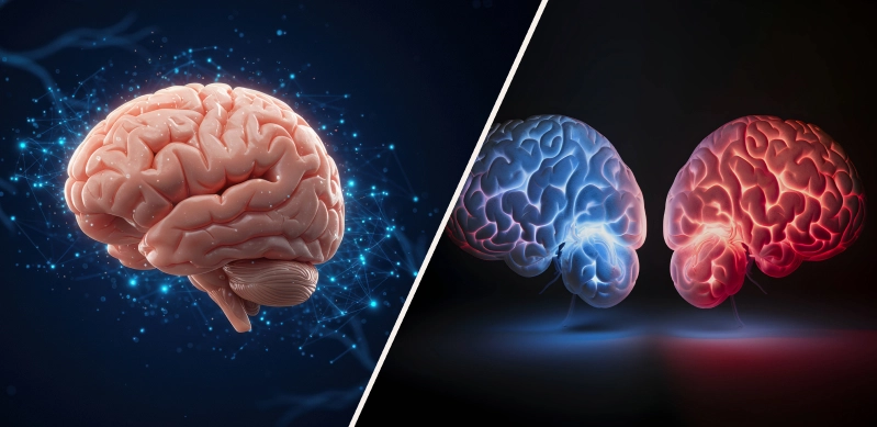 Left Brain vs Right Brain